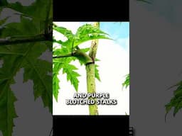 Avoid this Poisonous Plant while Camping! (Giant Hogweed) #survival #camping #bushcraft #shorts