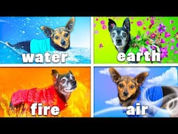 Four Elements Dog Challenge - Fire, Water, Earth & Air Dogs