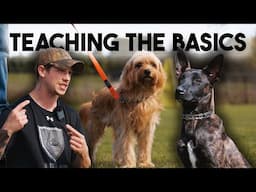 Pet Dog Training Basics with Shield K9