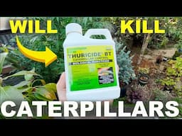 ORGANIC NON-TOXIC way to STOP Caterpillars on your FLOWERS, Fruit and Vegetables w/ Thuricide BT