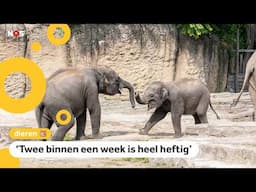 Twee jonge olifanten dood in dierentuin Wildlands