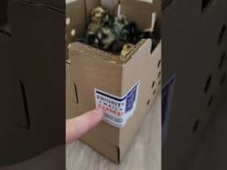 Shipping a Bunch of Chicks