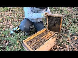 Prepping the 6 Frame Overwintered Nucs