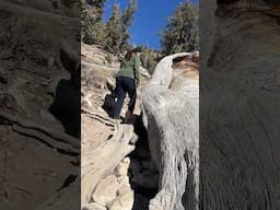 Ancient Trees of Great Basin: Discover the World’s Oldest Non-Clonal Species