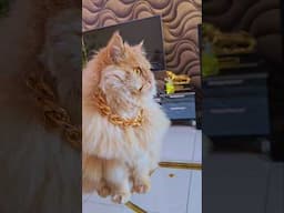 Handsome Cat Simba 🐈 with Gold Chain #trending #minivlog #simba