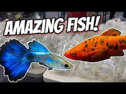 Let’s Check out the Awesome Fish that I Found at the Grand Valley Aquarium Society