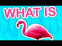 What is Flamingo?