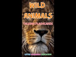 Wild Animals | Talking Flashcards For Kids