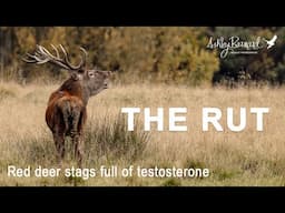 The Rut - Photographing red deer