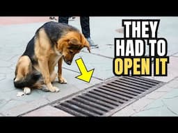 This Dog Looked into a Storm Drain Every Day, and When it was Opened, People Were Terrified!