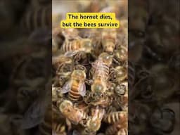 United we stand, divided we fall: Japanese Honeybees vs Giant Hornet