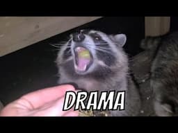 The Drama Triangle:  Raccoon Rambles 14