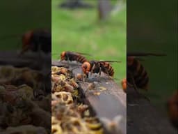 Giant Hornets Group Attack on Honeybee Hive #savethebees