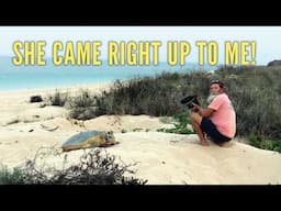 Ep 357 | EXTRAORDINARY ENCOUNTER With a Nesting Turtle, Kimberley, Sailing Nutshell