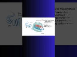 TELOMERASE and TELOMERES! REVERSE TRANSCRIPTION! #dna #telomerase #physiology #rna #enzymes #cell