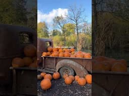 POV: you visit your first pumpkin patch in england 🦇🍂🤎 #halloween #pumpkinpatch #fallactivities