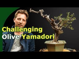 Olive Yamadori Design (Deadwood work and planting angle)