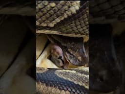 Hatchling ball python with mom! Maternal incubation #shorts #snakes