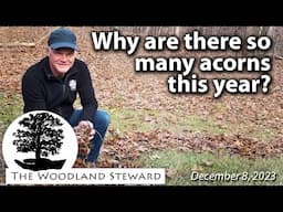 Why Are There So Many Acorns This Year? What is a Mast Year? 12/8/2023