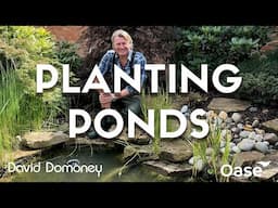 How to plant in a pond with 6 aquatic plants