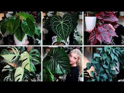 My Favourite Houseplants for October!