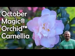 October Magic® Orchid™ Camellia