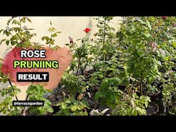 Effect of Pruning Roses : A Path to New Growth