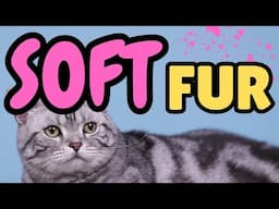 How To Keep My Cat’s Fur Soft (IMPORTANT TIPS)