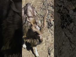 Horns & Beard! #markhor #wildlife #nature #animals