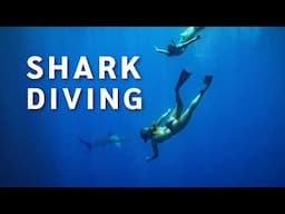 How To Go Shark Diving - A Complete Guide