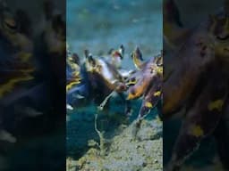 The Fantastic Four: An Underwater Cuttlefish Spectacle #flamboyantcuttlefish #shorts #ocean