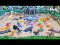 Best 2024 Jungle and Sea Animal Videos for Kids to Learn and Have Fun!