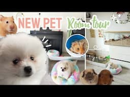 New PET ROOM Tour - Dog, Guinea Pigs and Hamsters 🍄🐹🌿