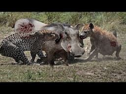 Leopard and hyena attack and kill warthog