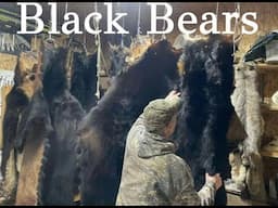 Back Trapping & Fur Masters Black Bear Shipment