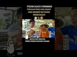 AMAZING PEKIN DUCK FARMING | PARAAN PARA MALAMAN ANG GENDER NG ISANG PEKIN DUCK 🦆