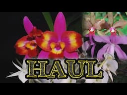 Orchid HAUL UNBOXING - Repotting sessions included