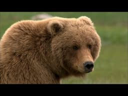 Katmai: Alaska’s Wild Peninsula