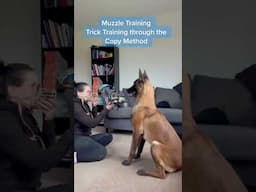 Woman is using the Copy Method to muzzle train her Malinois!