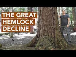 The Great Hemlock Decline