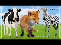 Relax with familiar animals: Cow, Fox, Zebra - Animal sounds