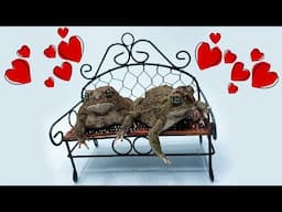 Toads vs. Worms | Valentines Special