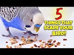 5 Things That Scare your Pet Bird!