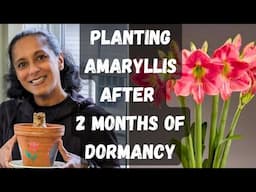 Waking Up Amaryllis Bulbs After Dormancy | How To Plant Amaryllis