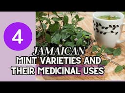 4 JAMAICAN MINT VARIETIES and their MEDICINAL USES / Earth's Medicine