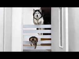 Hilarious Husky & Cat Teamwork to Destroy a Toilet Paper Wall! NEW Challenges For Dogs And Cats