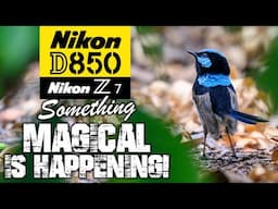 Nikon D850 & Nikon Z7 | Something MAGICAL is Happening!