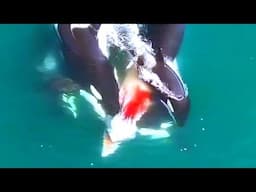 ORCAS: Depredador súper inteligente y astuto, cazan ballenas, tiburones y delfines