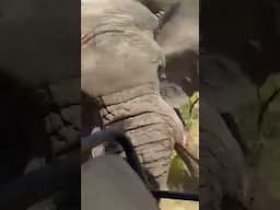 An Elephant Attacked in a National Park in Africa, One Person Died #shorts #shorts #youtubeshorts