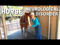 HORSE NEUROLOGICAL DISORDER Rescue horse with neurological disorder.